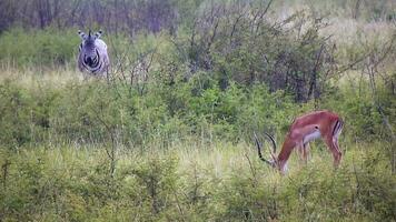 zebra och antilop i naturlig afrikansk vilda djur och växter video