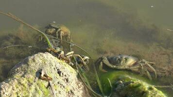 Crabes sur moussu Roche à le des eaux bord video