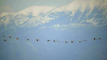 flamingo fåglar besättning flygande och migrerande i snöig bergen video