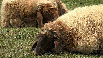 pecora siamo addormentato video