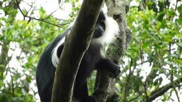 negro blanco colobo mono y colombino monos a natural ambiente en selva arboles en África video