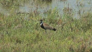 naturale vero selvaggio settentrionale pavoncella uccello video