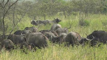 real salvaje búfalo manada en natural habitat en el africano sabana. fauna silvestre de África video