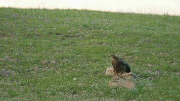 Wild Eagle Perched Stone in Plateau video