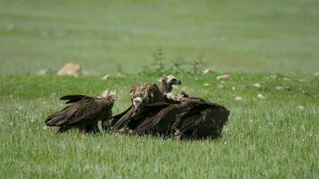 sauvage vautour troupeau en mangeant une mort animal carcasse video