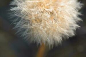 Flying seeds, wild flower, Patagonia photo