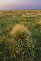 Pampas grass landscape at sunset, La Pampa Province,  Argentina photo