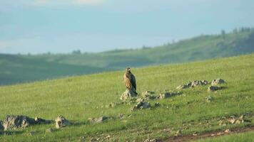 salvaje águila encaramado Roca en vasto verde prado video