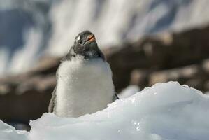 Gentoo penguin couple, Neko Harbor beach, Antarctic Peninsula. photo