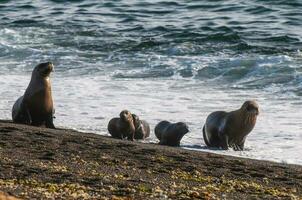 SOUTH AMERICAN SEA LION pup,Peninsula Valdes, Chubut,Patagonia ,Argentina photo