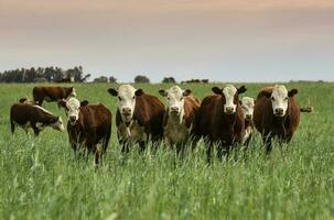 Cattle raising  with natural pastures in Pampas countryside, La Pampa Province,Patagonia, Argentina. photo