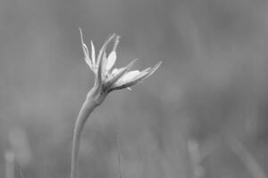 Wild flower in Patagonia, Argentina photo