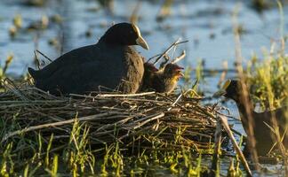 White winged Coot in her nest with chicks, La Pampa, Argentina photo