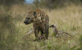 Hyena eating, Kruger National Park, South Africa. photo