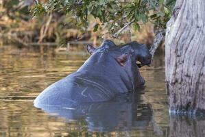 hipopótamo anfibio en pozo de agua, kruger nacional parque, sur África foto