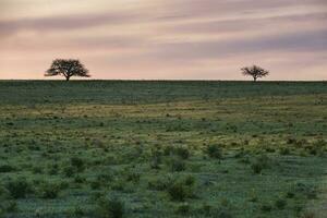 pampa llanura paisaje, la pampa , argentina foto