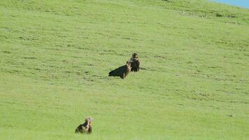 Vultures sitting in green meadow video