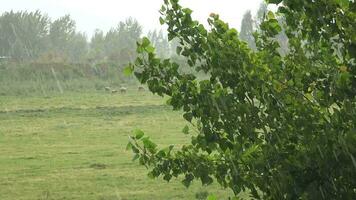 zwaar regen Aan bomen in weide video