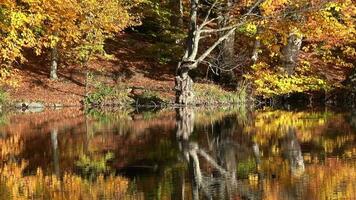 riflessione di autunno colori su il lago superficie nel il fantastico calma foresta video