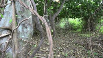 edera albero con legnoso tronco video