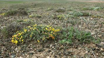 estéril plantas e flores em árido terrestre solo superfície video