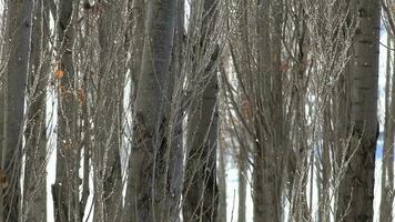 brina ghiaccio cristalli e brina gelate su spoglio albero rami nel luce del sole video