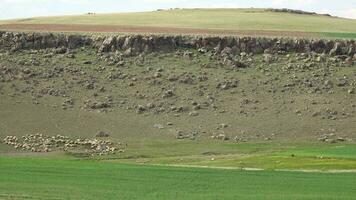 manada de oveja pasto en llanura siguiente a plano colina baja montaña topografía video