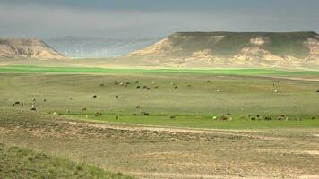 Herd of Cows Grazing on Plain Next to Flat Mesa Mountain Topography video