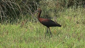 natuurlijk echt wild bruin glanzend ibis met lang en gebogen bek video