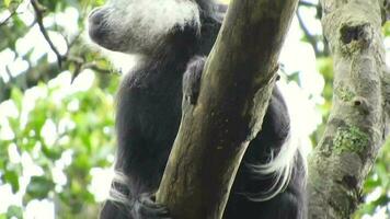 svart vit colobus apa och colobi apor på naturlig miljö på regnskog träd i afrika video