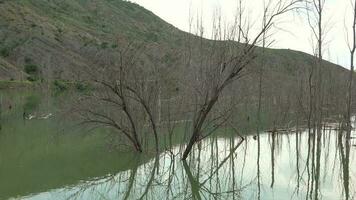 asciutto spoglio albero rami e tronco nel alluvione lago acqua video