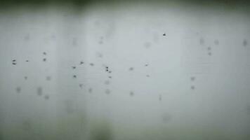 vôo moscas em lago água superfície video
