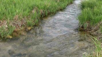 Small Stream Waters Flowing in Meadow on Plain video