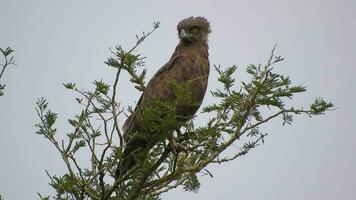 braun Schlange Adler Sitzung auf das Baum Aufpassen um im Afrika video