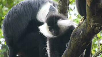 negro blanco colobo mono y colombino monos a natural ambiente en selva arboles en África video