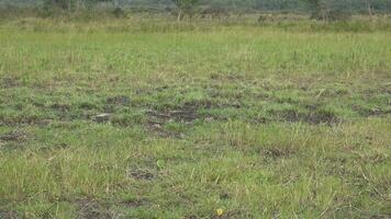 Mixed Wildlife Animals in the Standard Natural African Savannah video