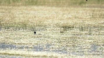 eurasiatico folaga fulica atra nel fiorito lago superficie video