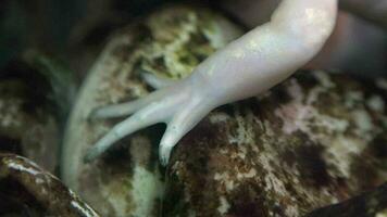 Axolotl ambystoma messicana mano artiglio zampa video