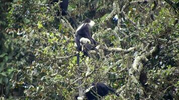 svart vit colobus apa och colobi apor på naturlig miljö på regnskog träd i afrika video