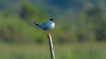 Single tern bird on wooden stake video