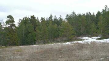 Sparse Clearing Wooded In Snowy Spring video