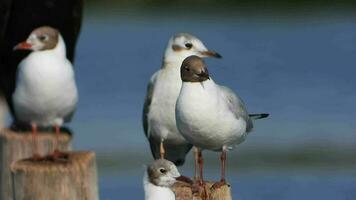 twee gekleurde zeemeeuw vogelstand video