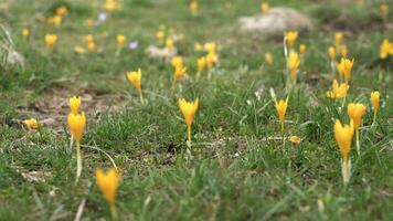 Magenta und golden Schnee Krokus Blumen video