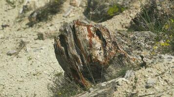 Petrified forest in which tree trunks have fossilized video