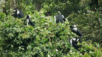 zwart wit colobus aap en colobi apen Bij natuurlijk milieu Aan regenwoud bomen in Afrika video