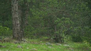 leggero pioggia inizio nel il foresta video