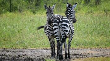 Zebras im symmetrisch umkehren und Gerade Reihe im Afrika Savanne video