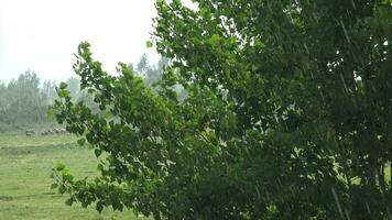 Heavy Rain On Trees In Meadow video