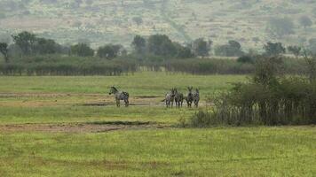 kudde van zebra in natuurlijk echt Afrika savanne video