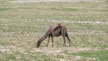 sozinho solitário selvagem camelo roaming Grátis livremente dentro estéril estepes do gobi deserto video